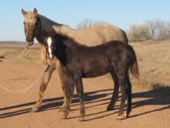 2016 Foal Paddys Gin Fury JW